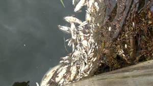 Rybári hovoria o ekologickej katastrofe. Uhynuli ryby za polmilióna eur