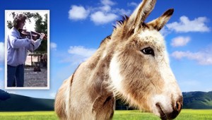 Nové televízne hviezdy? Huslistka kontra oslík