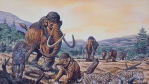 Geológovia našli vzácny objav. Pozostatky mamuta