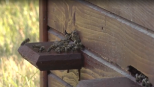 Včelia terapia nás zbaví stresu a pomôže pri rôznych ochoreniach. Za všetkým je hlavne ich energia