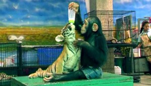 VIDEO: Senzácia, šimpanz Dodo dokáže kŕmiť malé tigre!