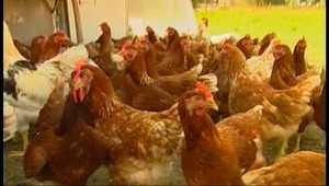 Aj sliepky vedia, čo je to empatia