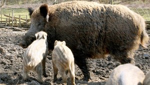 Diviaky v dedine. Poľovník radí kričať a cúvať