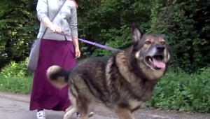 Prechádzka so psom skončila agresívnym útokom. Žene zranenia skomplikovali život