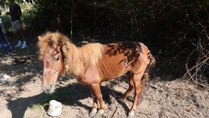 Zúbožený kôň trpel kvôli majiteľovi. Bol priviazaný o strom bez vody a krmiva