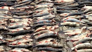 Na životnom prostredí vznikli škody za tisícky eur. Potrestaný za to nebude nikto