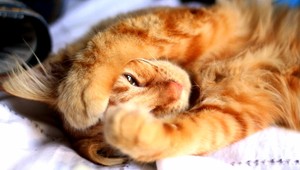 Z mačky sa stal budík. Buchot začína o piatej ráno...