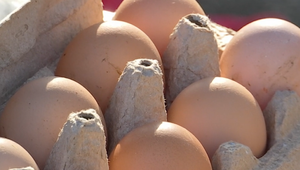 Vtáčia chrípka zasiahla Dvory nad Žitavou: Budeme mať nedostatok vajec?