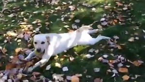 Nevinná prechádzka viedla k obvineniu. Majiteľke psa hrozí väzenie