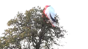 Padák odfúkol vietor. Mladá paraglajdistka skončila v korune stromu