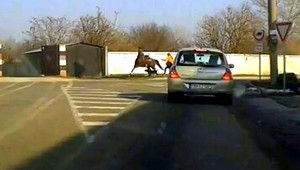 Pes napadol kobylu aj jazdkyňu, majiteľovi hrozí pokuta