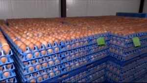 Hydinári naďalej bez dotácií. Ostávajú nám iba oči pre plač, tvrdia