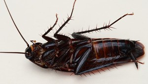 Myslela si, že na ňu lezie choroba. V hlave mala živého švába