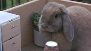 Zajac Bela tipuje: Ako vidí zápas Slovenska proti Francúzsku?