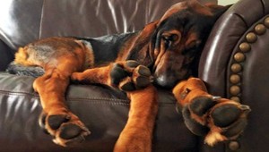 Čo sa sníva vaším psom? Máme odpoveď