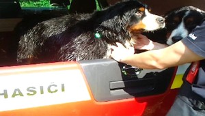 Psíkovia zapadli hlboko do studne a nevedeli výjsť von