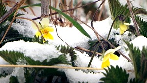 Počasie ako na hojdačke. Kedy sa s nami zima definitívne rozlúči?