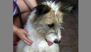 Našli sme tohto psíka! Hľadá sa jeho majiteľ