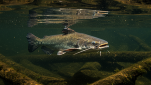 Na obľúbenom kúpalisku útočil agresívny sumec. Pohrýzol minimálne päť ľudí
