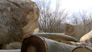 Bez povolenia vyrúbali stovky stromov a prípad skončil na súde. Do veľkých problémov sa dostal urbariát v Belej nad Cirochou