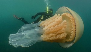 Potápači narazili pri britskom pobreží na obriu medúzu veľkú ako človek