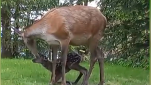 Miláčik sociálnych sietí je roztomilý prírastok do jelenej rodinky