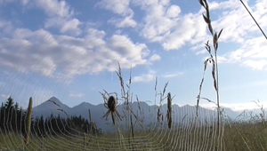 Kedysi niečo nevídané - dnes bežná vec. Kliešte komplikujú život už aj v Tatrách