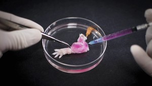 Zbohom protézam. V laboratóriu vám vypestujú novú končatinu