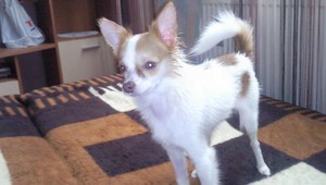 V Poprade sa stratil Toby, oplatí sa ho hľadať