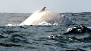 Dychberúci zážitok: Keporkak zobral do tlamy kajakára, o pár sekúnd ho vypľul