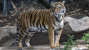 Dôchodkyňu vystrašil tiger, skrýval sa v kroví