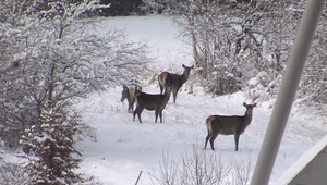 Mrazivé počasie trápi zver: Na severovýchode Slovenska hľadá potravu blízko ľudí