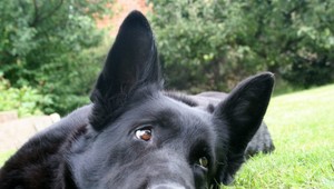 Horskí záchranári majú nových členov: Kynológovia vítajú šteniatka do služby