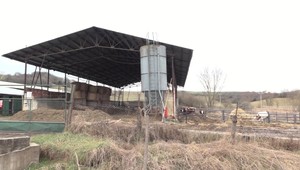 Slovenské chovy v ohrození: Hrozba slintačky a krívačky ohrozuje farmy