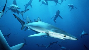 Evolúcia v priamom prenose. Austrálski vedci objavili nový druh žraloka