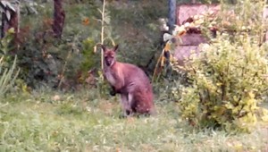 Slovensko je zdanlivo rajom divých zvierat - po pume či krokodílovi bola nahlásená už aj kengura
