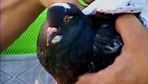 Holub na drogách? Nevládal ani vzlietnuť