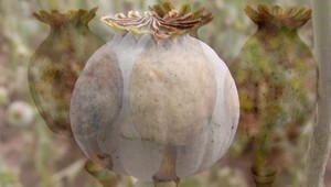 Slovenskí ekológovia vyšľachtili nový druh maku. Nie náhodou dostal meno Azurit