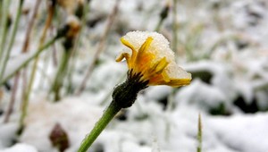 Podľa odborníkov je táto jar najchladnejšia za posledných 20 rokov