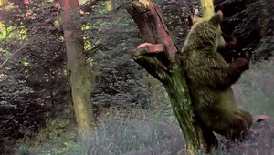 VIDEO: Zábery, aké len tak neuvidíte. Mladý medveď tancoval v lese