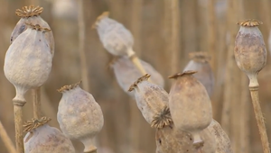 Svojou kvalitou obstojí aj na svetových trhoch. Takto vyzerá pestovanie na Slovensku