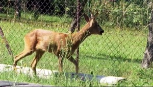 Netradičný zásah policajtov: Do areálu školy vbehol srnec