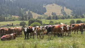 Družstevníci si nevedia poradiť s vlkmi. V noci im zabíjajú dobytok
