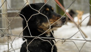 Adoptujte si psíka z útulku. Môžete si tak prilepšiť aj finančne