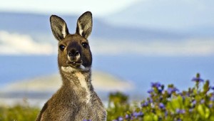 V krajine sa premnožili kengury, odborníci vyzývajú na konzumáciu ich mäsa