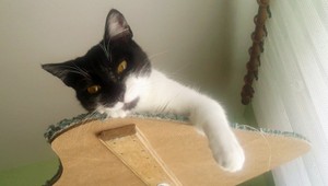 Hľadáme mačičku Stellu! Stratila sa v Púchove