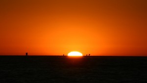 Vstupujeme do obdobia historického vymierania, varujú vedci