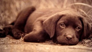 Psy nás sledujú a hodnotia naše správanie, varujú vedci