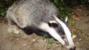 V Prievidzi zasahovali policajti, pomáhali zranenému jazvecovi