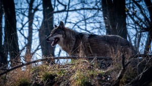 Počet vlkov v Európe stúpa: Brusel ale dôvody na odstrel nevidí